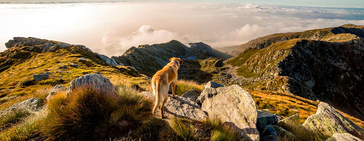 consejos para viajar con mascotas