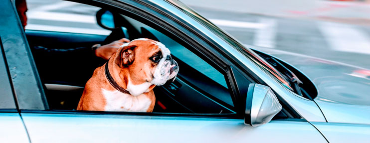 perro viajando en coche