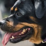 ¿Cuáles son los perros potencialmente peligrosos (PPP)?
