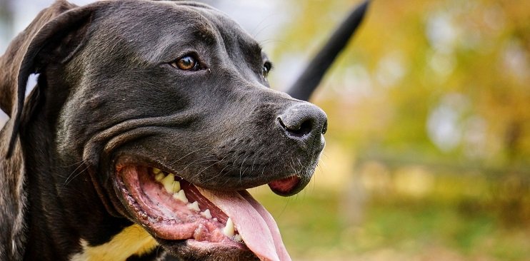 razas de perros peligrosos